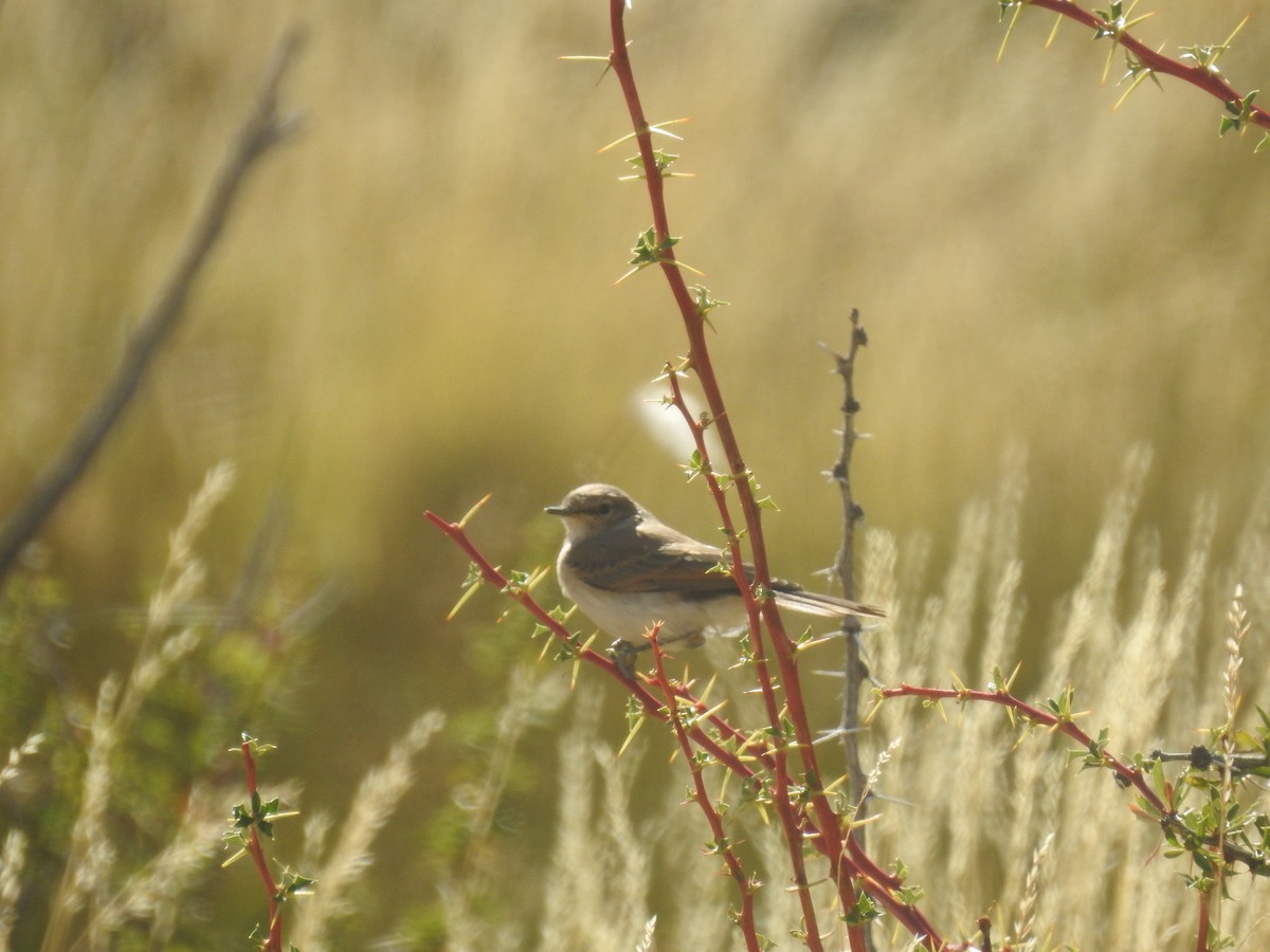 Spot-billed Ground-Tyrant - ML615229322