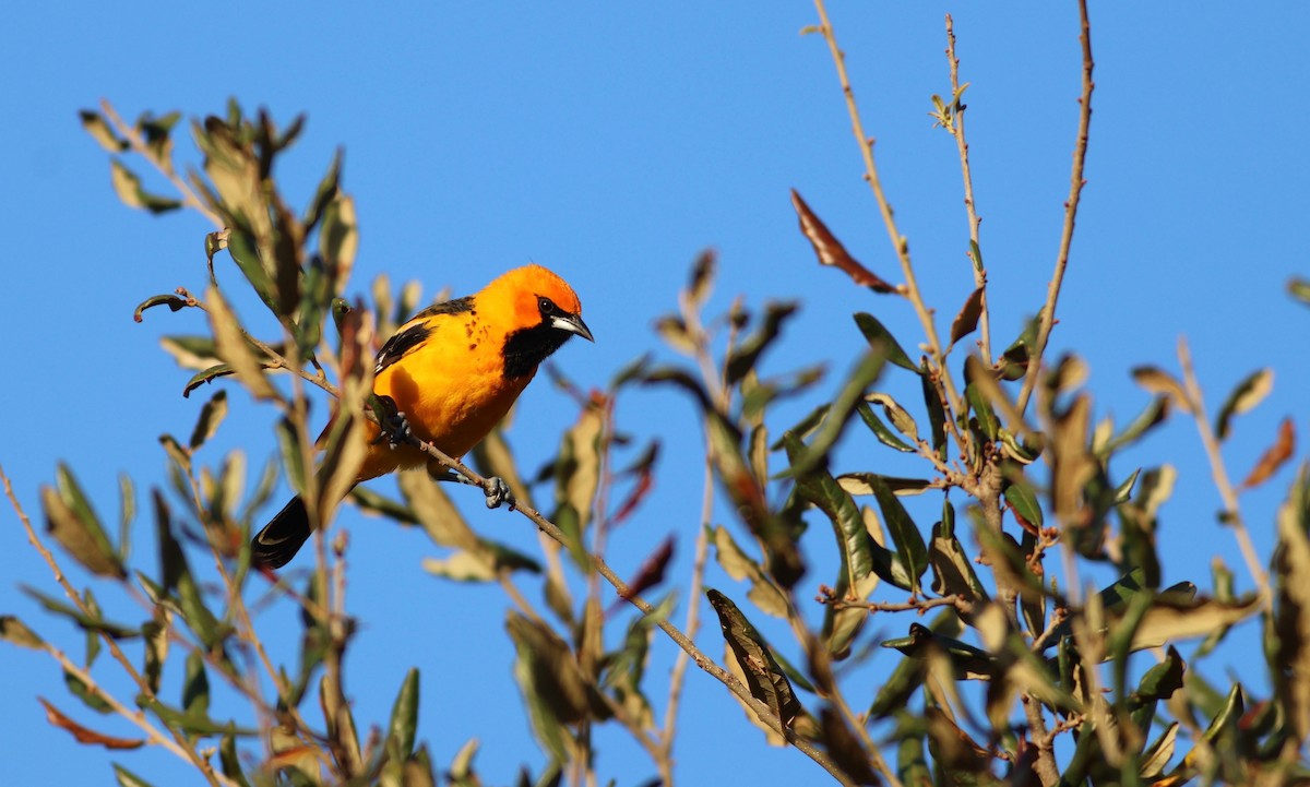 Spot-breasted Oriole - Marcello Gomes