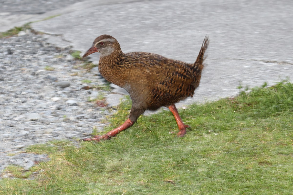 Rascón Weka - ML615229430