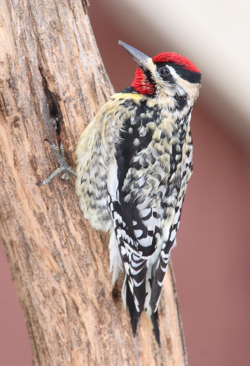 Yellow-bellied Sapsucker - ML615229458