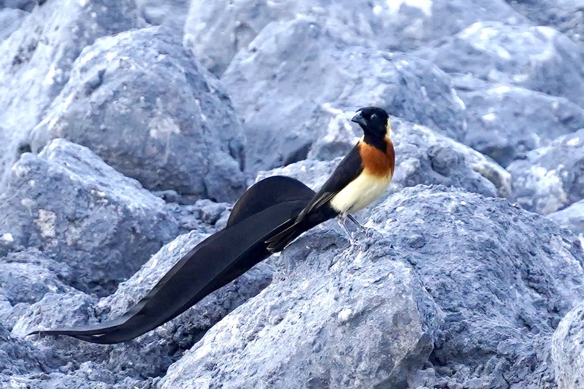 Eastern Paradise-Whydah - ML615229487