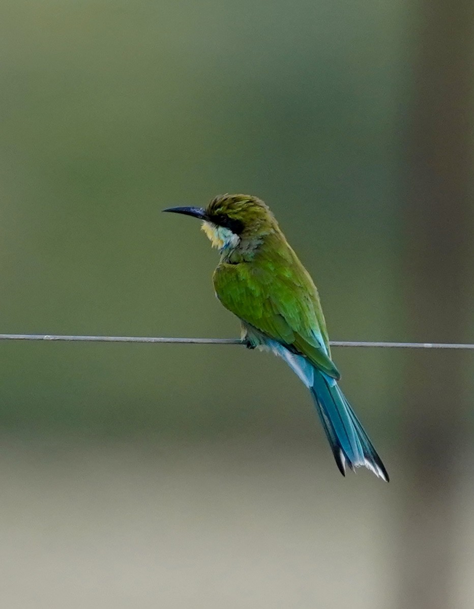 Swallow-tailed Bee-eater - ML615229587