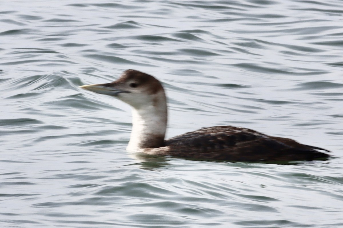 Yellow-billed Loon - Nat Smale