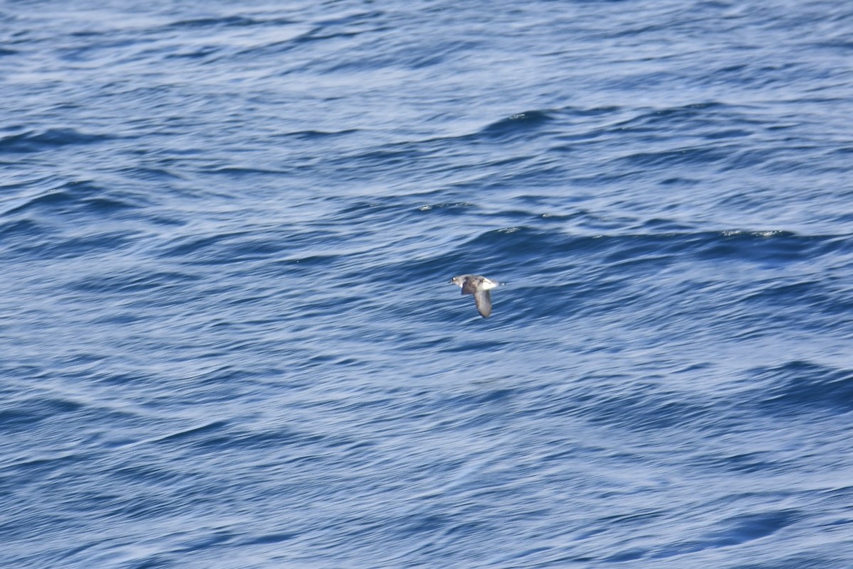 Cassin's Auklet - Ezekiel Dobson