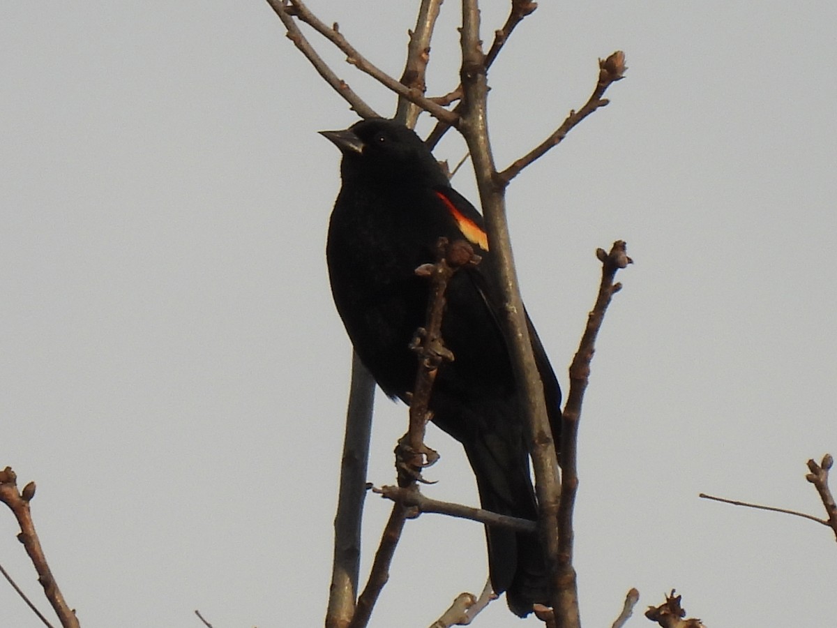 Red-winged Blackbird - ML615229802