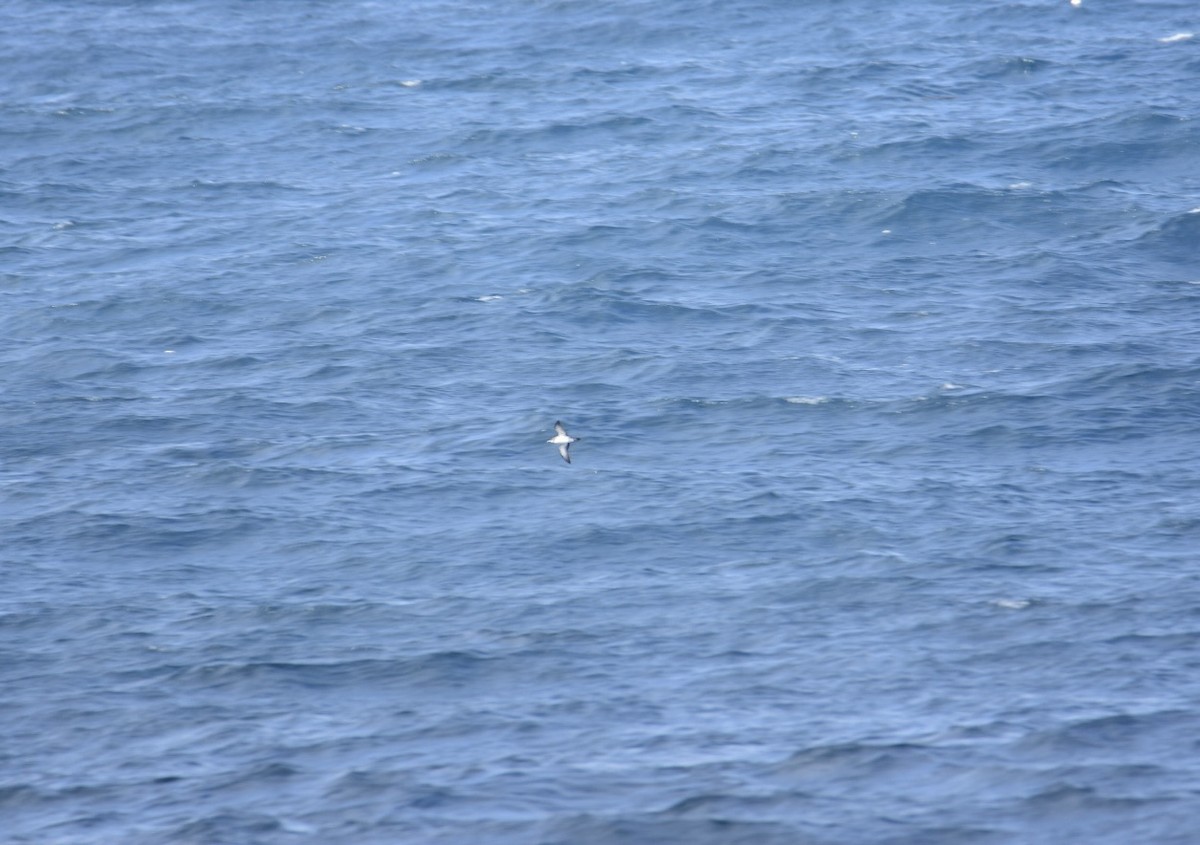 Black-vented Shearwater - Ezekiel Dobson