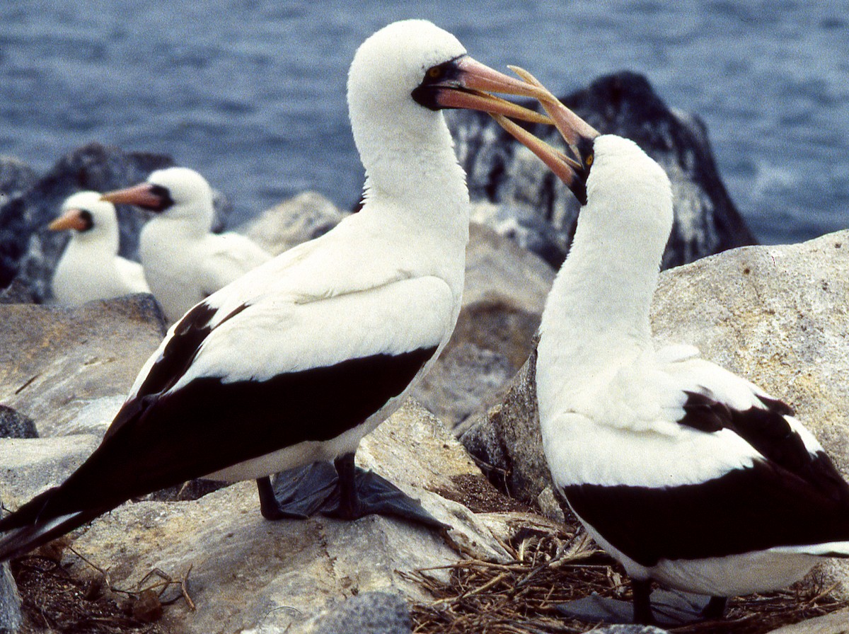 Nazca Booby - ML615229813