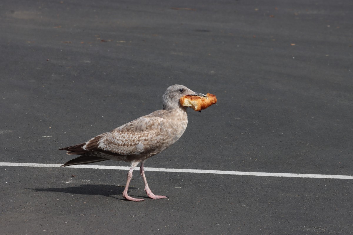 Western Gull - Nat Smale