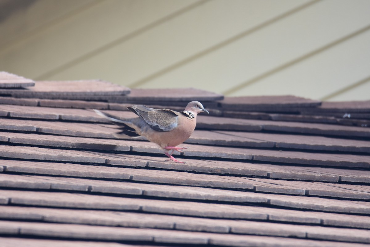 Spotted Dove - ML615229829