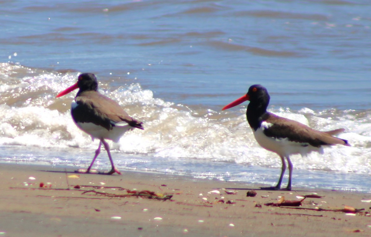 American Oystercatcher - ML615229864