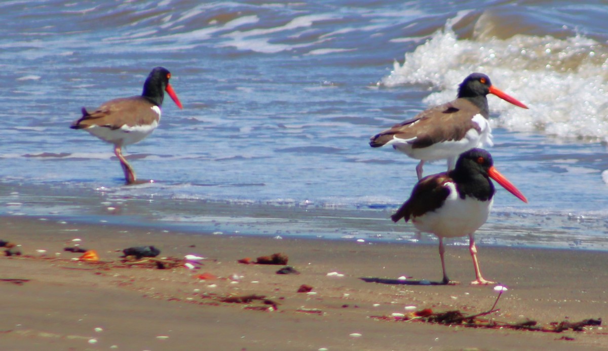 American Oystercatcher - ML615229865