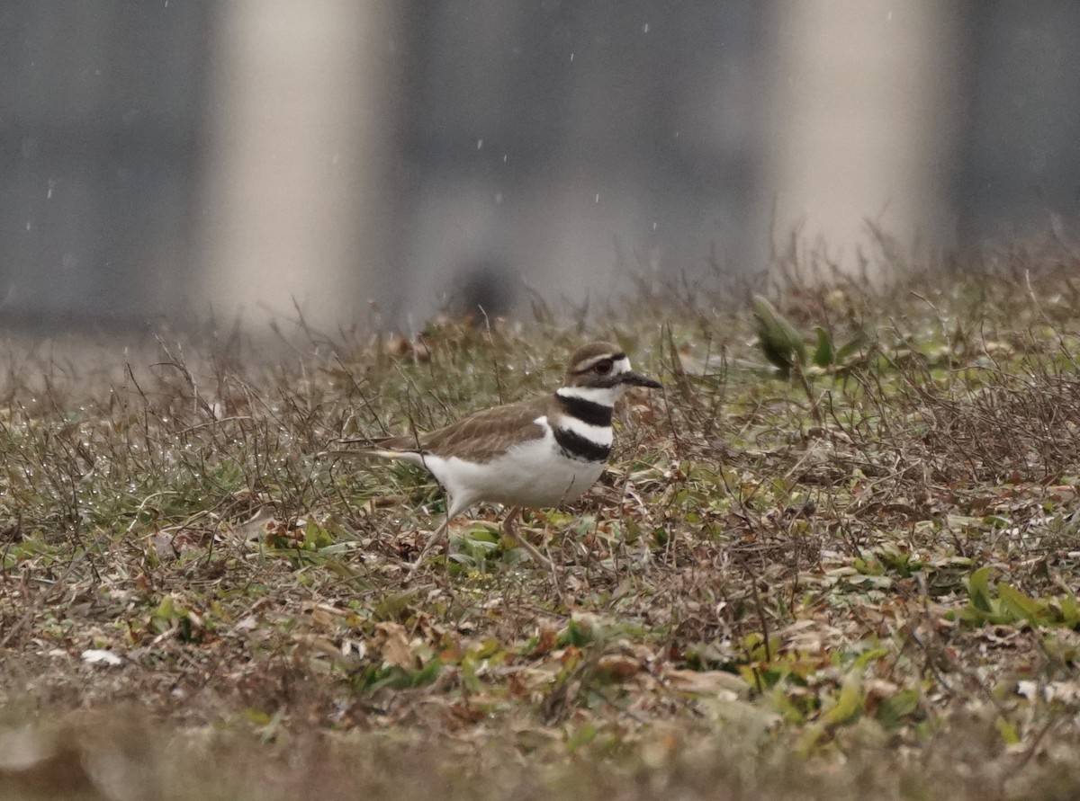 Killdeer - ML615229869