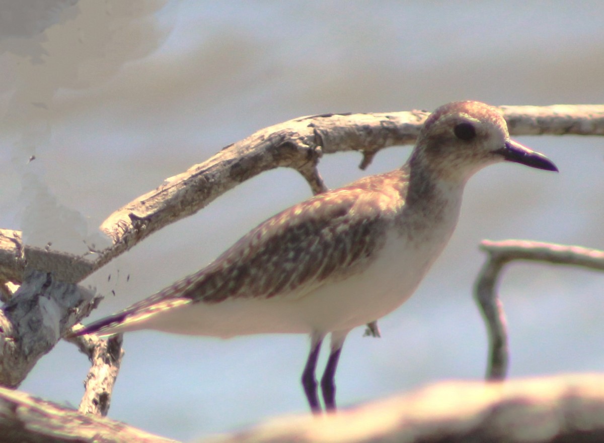 Black-bellied Plover - Alejandra Guevara