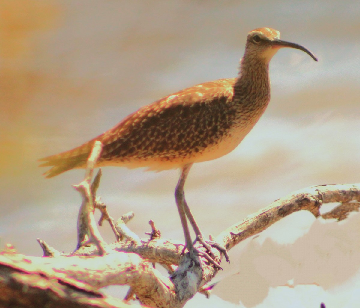 Whimbrel - ML615229887