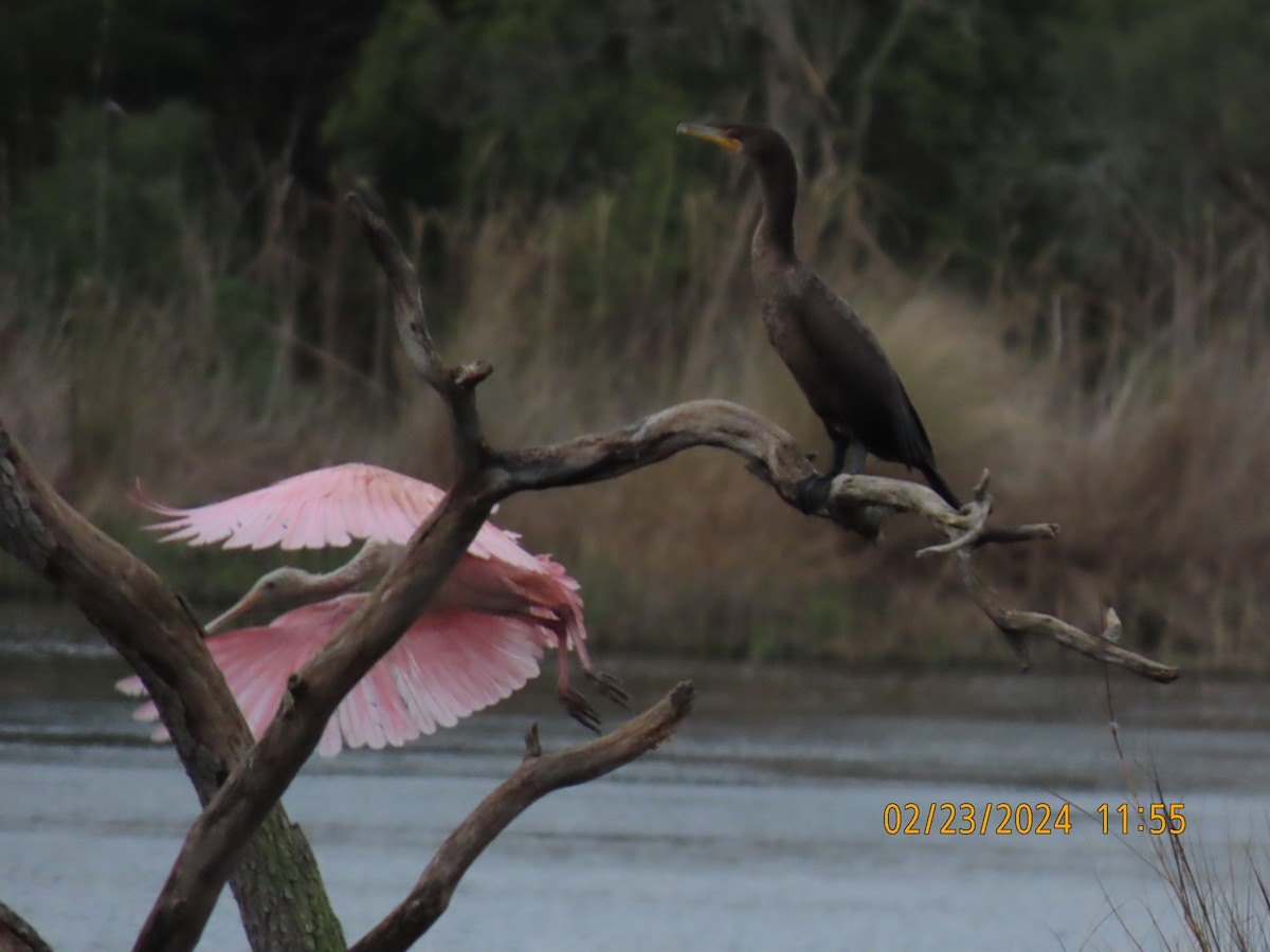 Roseate Spoonbill - ML615229917