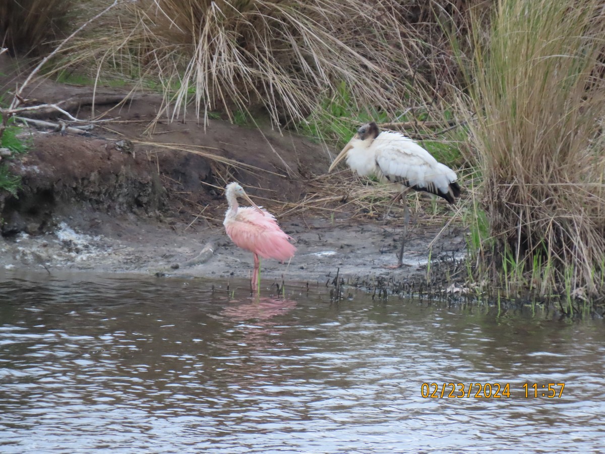 Wood Stork - ML615229928