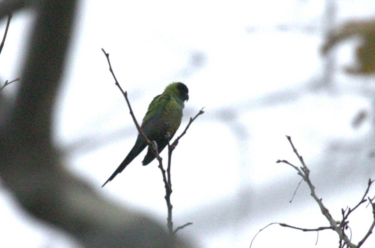 Nanday Parakeet - Keith McMullen