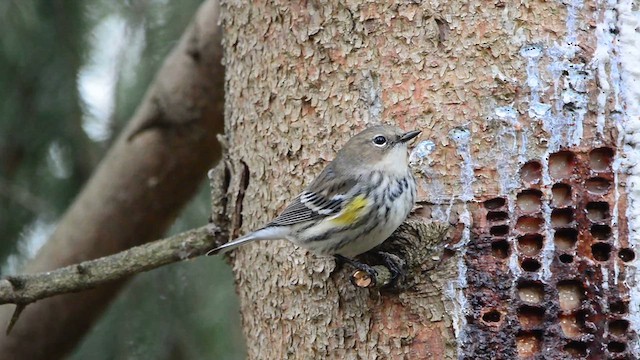 Yellow-rumped Warbler - ML615230021