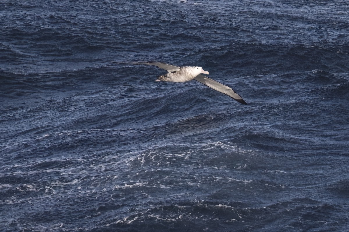 Antipodean Albatross - Robert Lockett
