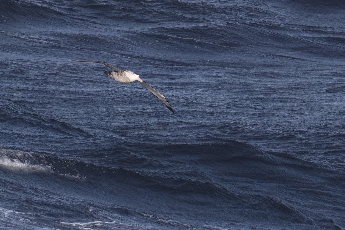 Antipod Gezgin Albatrosu - ML615230108