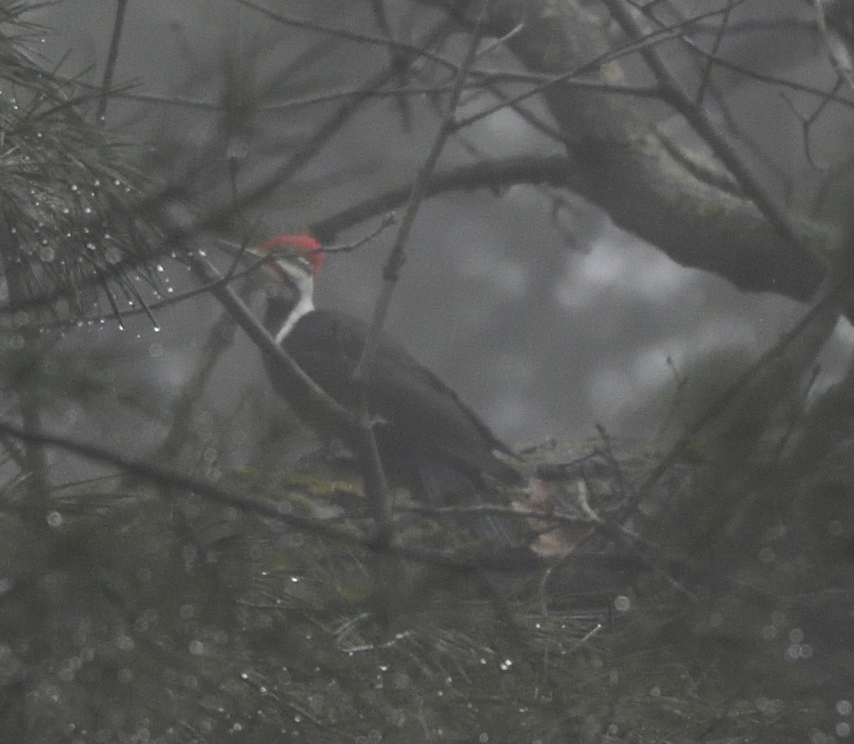 Pileated Woodpecker - ML615230285