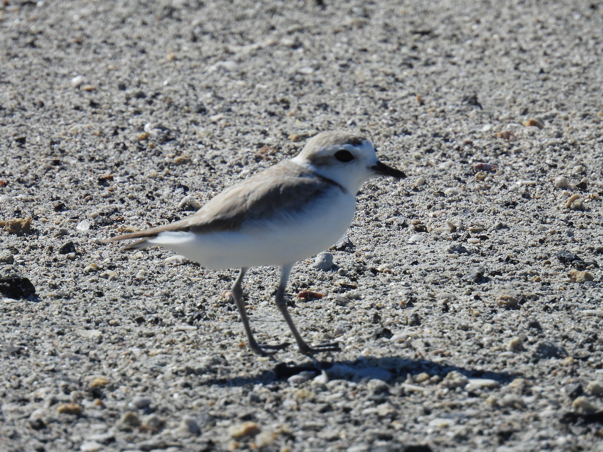 Snowy Plover - ML615230286