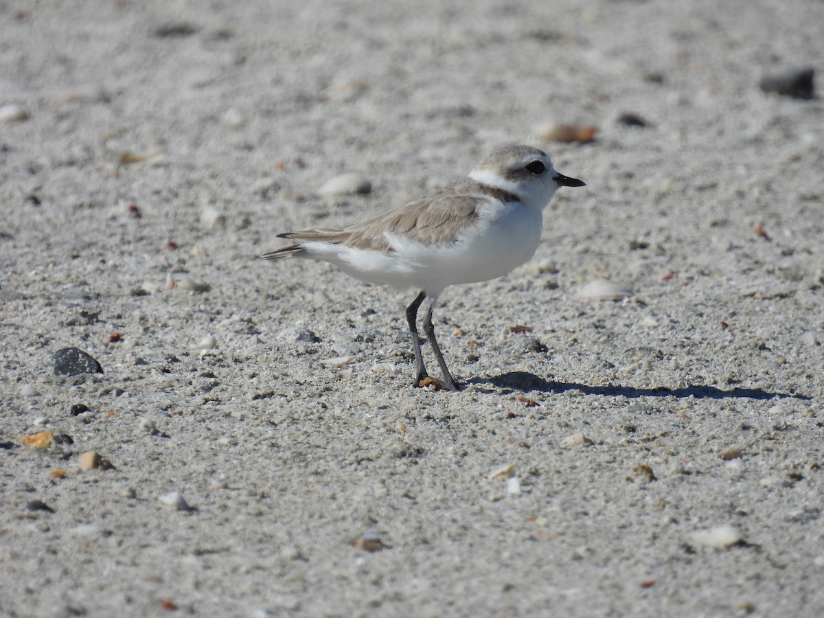 Snowy Plover - ML615230287