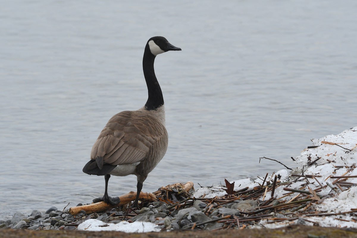 Canada Goose - Todd Norris