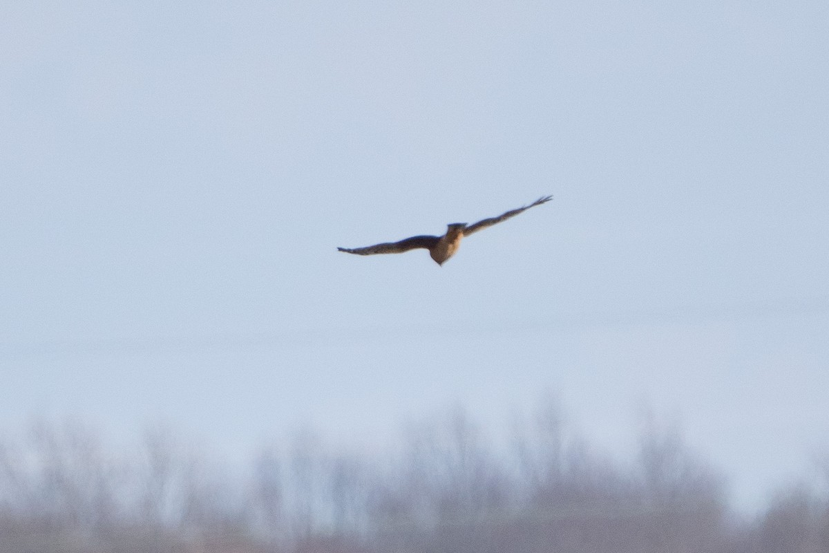 Northern Harrier - ML615230367