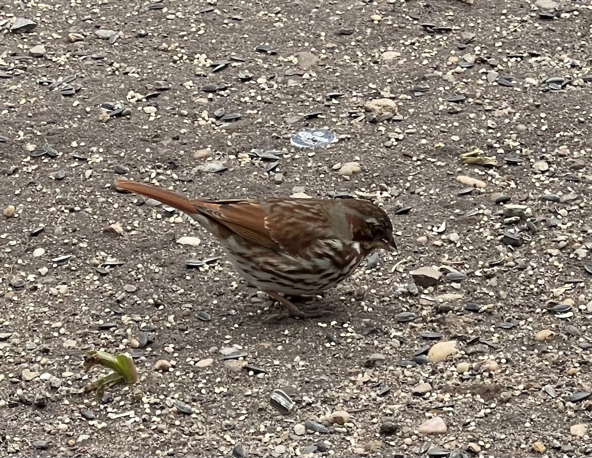 Fox Sparrow - ML615230460