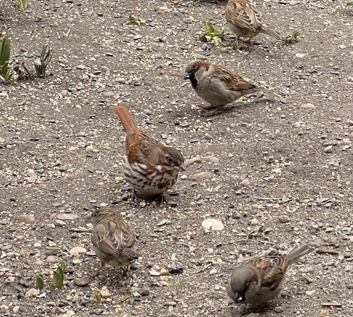 Fox Sparrow - ML615230461