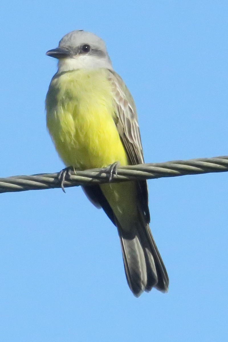 Tropical Kingbird - Gail Johnson