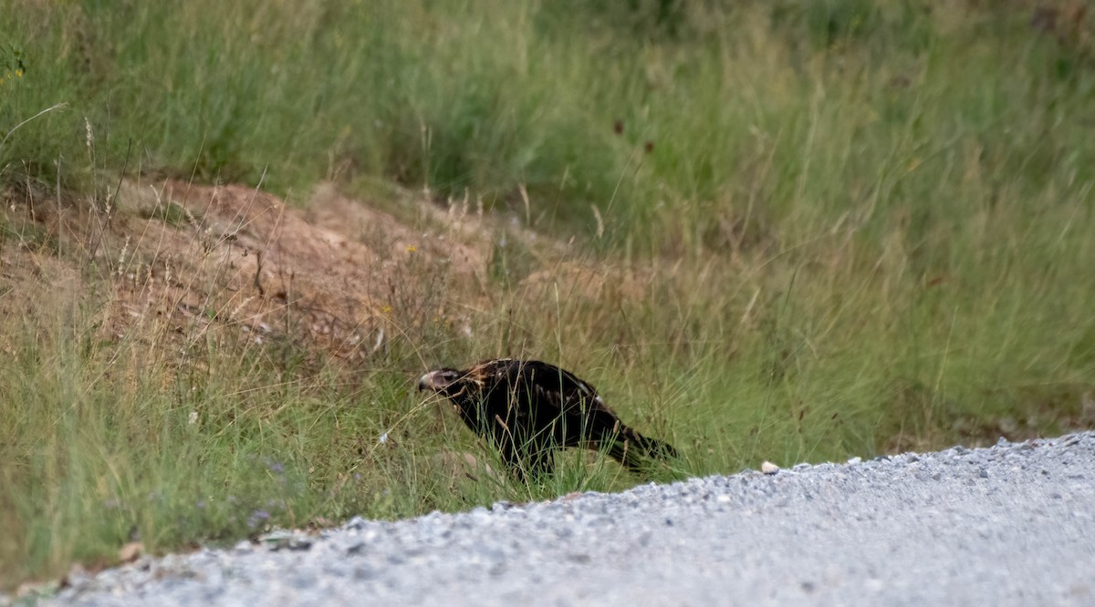 Águila Audaz - ML615230564