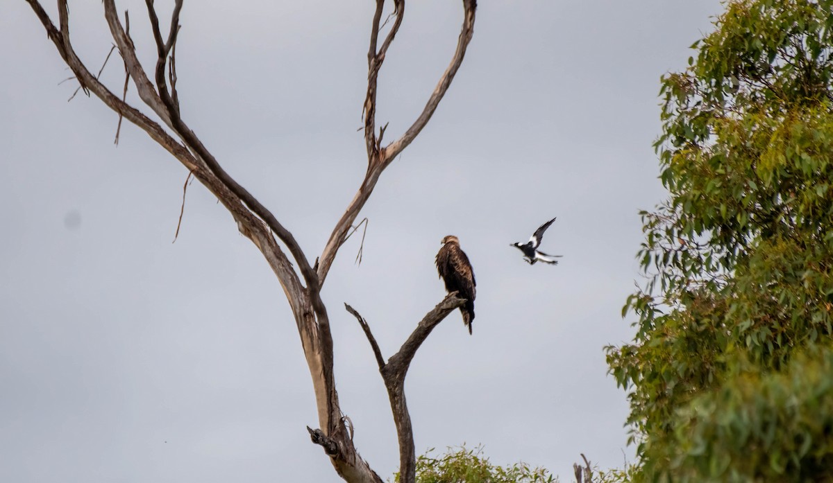 Águila Audaz - ML615230567