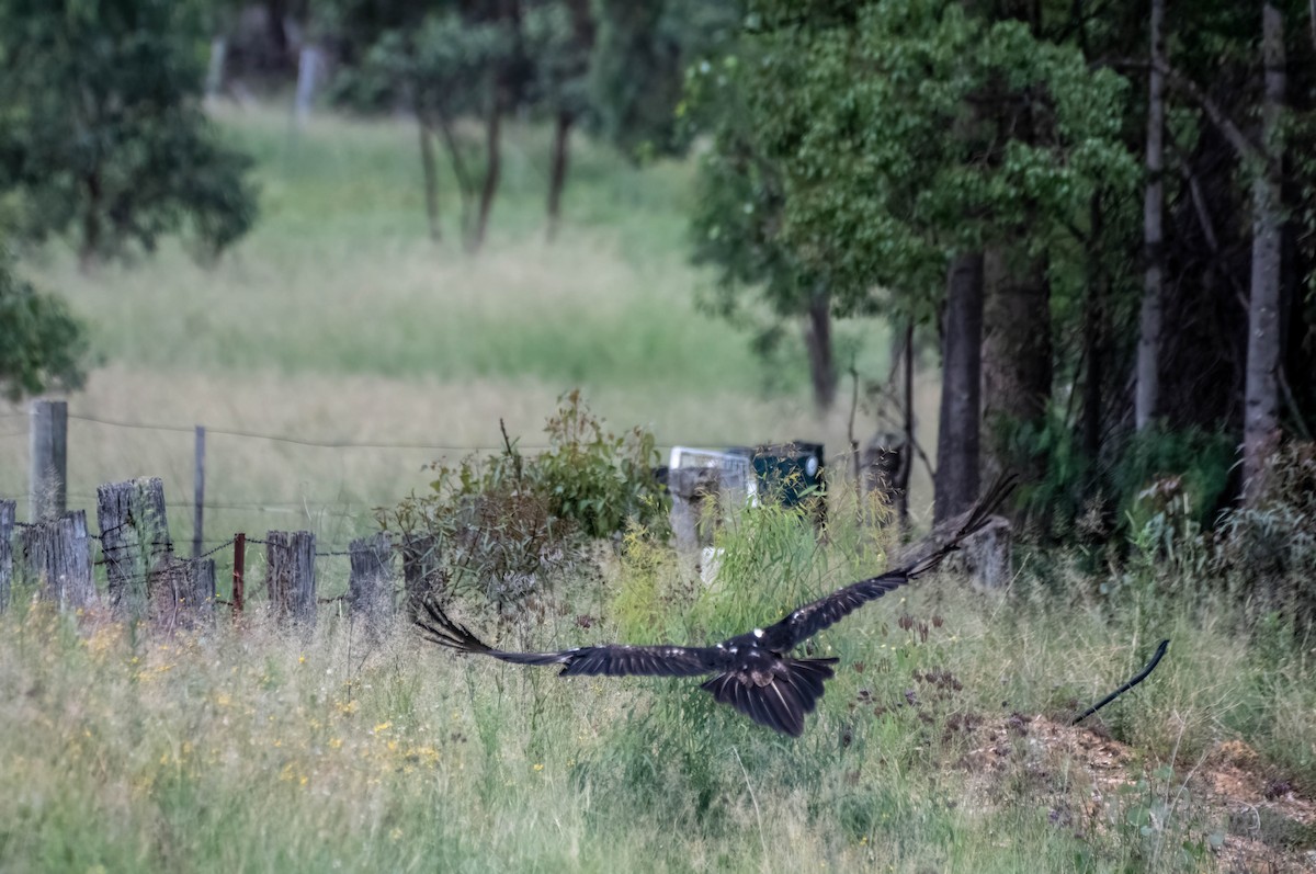 Águila Audaz - ML615230568