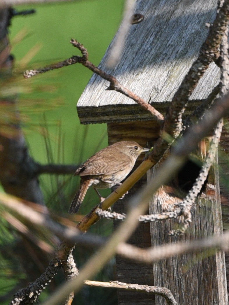 House Wren - ML615230581