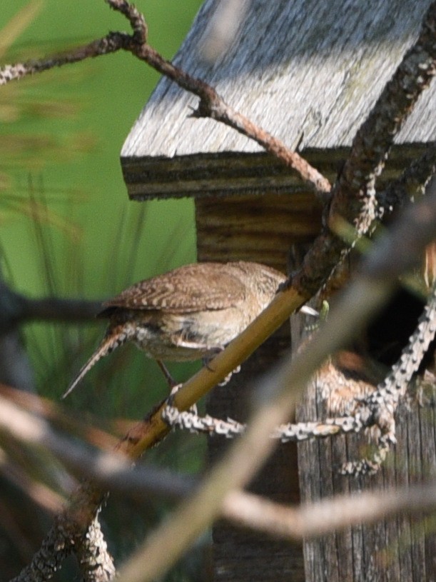 House Wren - ML615230583