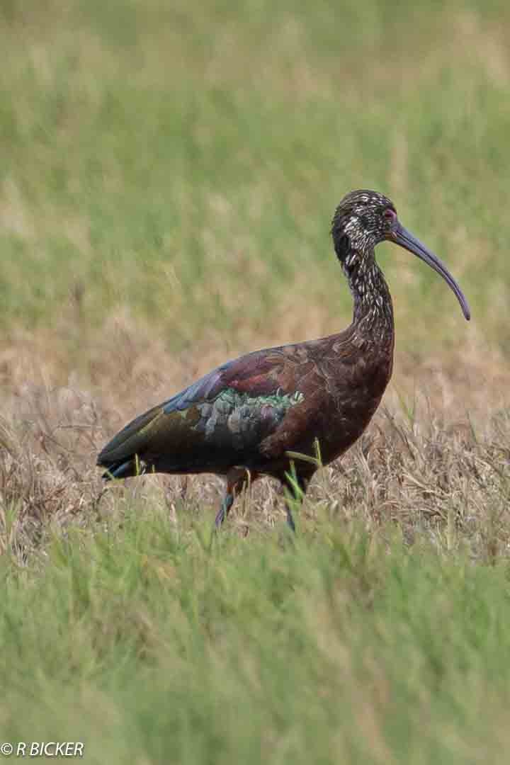 ibis americký - ML615230596