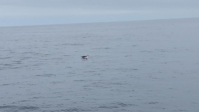 Buller's Albatross - ML615230634
