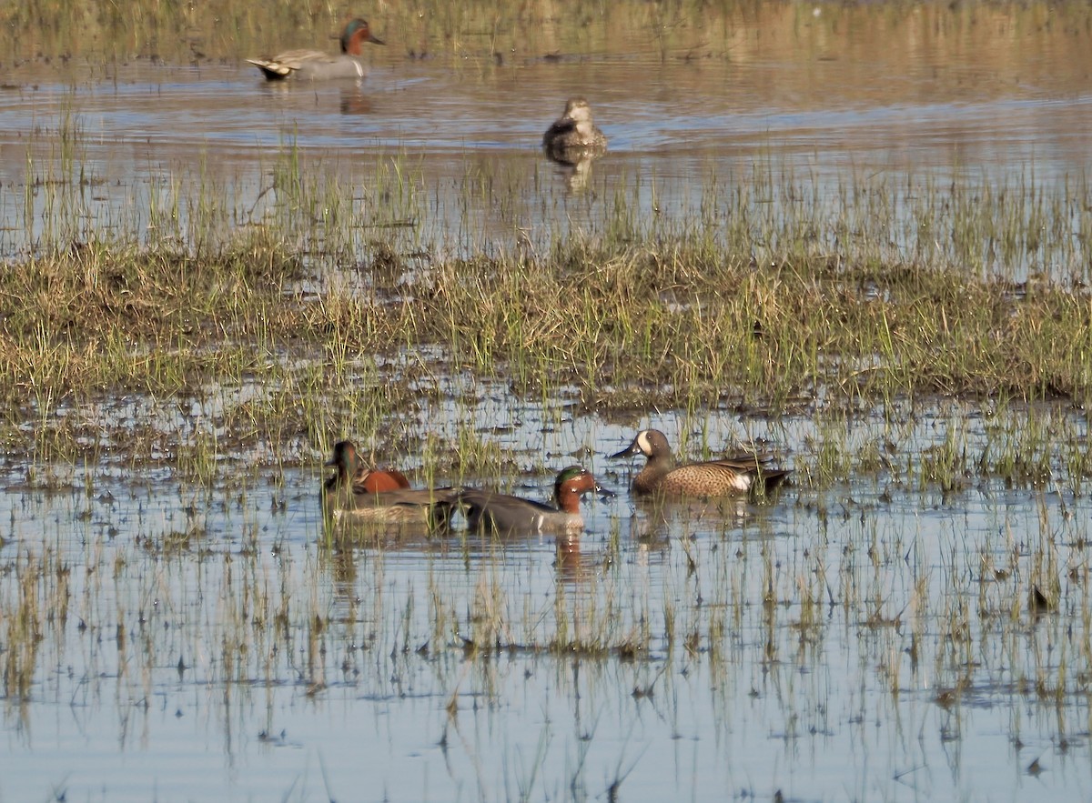 Blue-winged Teal - ML615230643