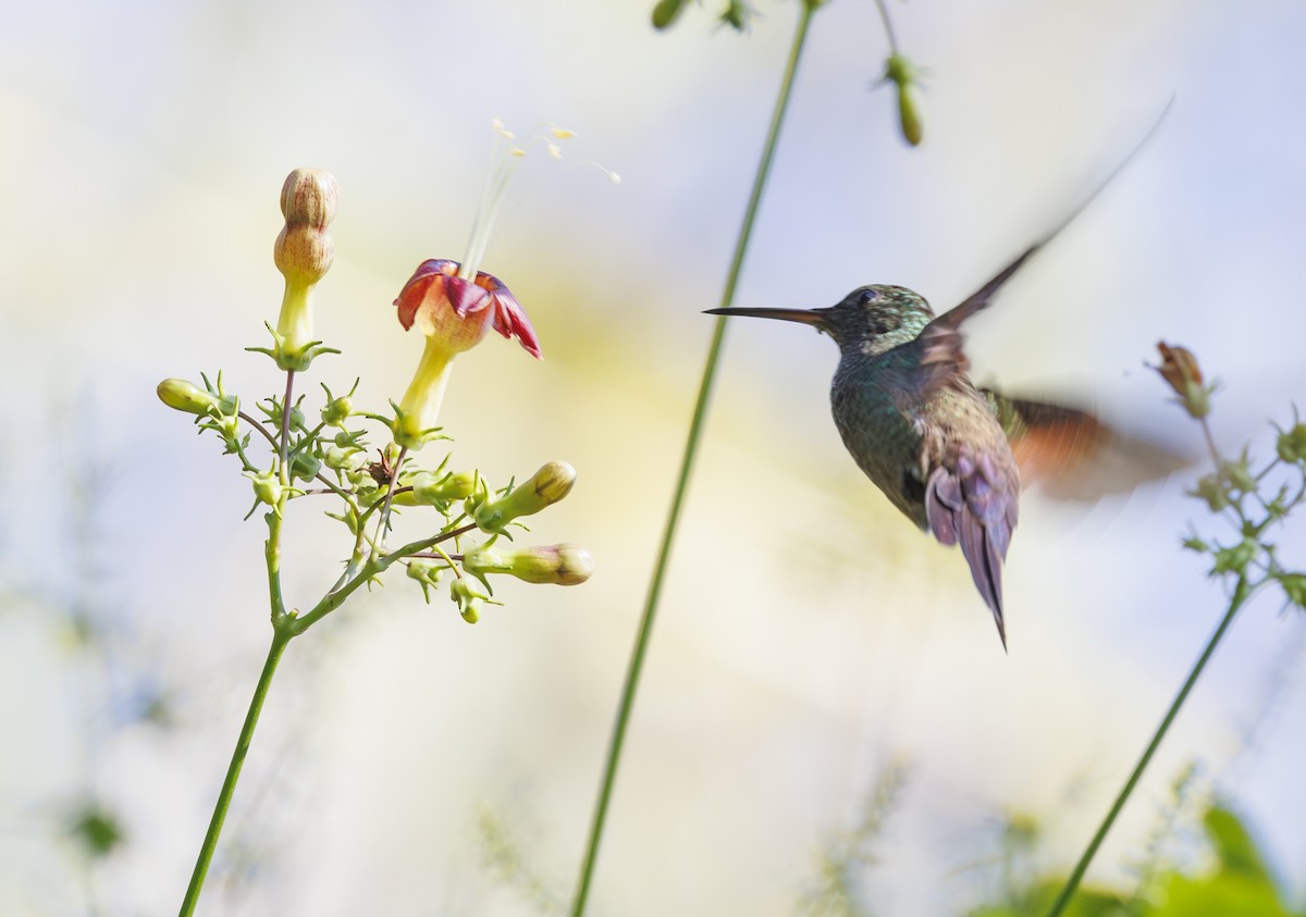 Blue-tailed Hummingbird - ML615230649