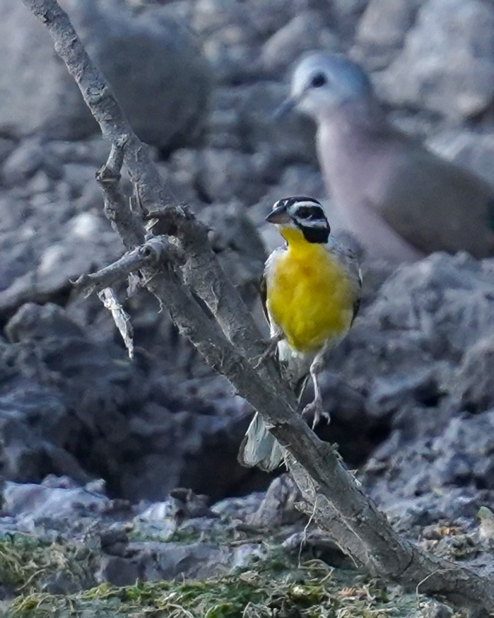Golden-breasted Bunting - ML615230673