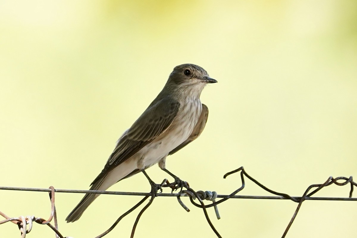 Spotted Flycatcher (Spotted) - ML615230679