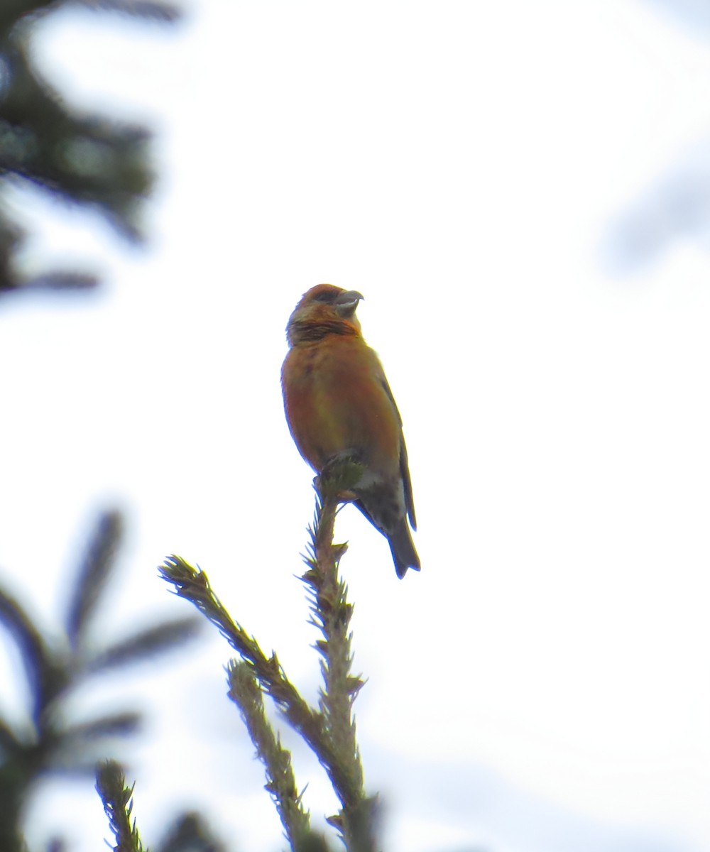 Red Crossbill - ML615230803