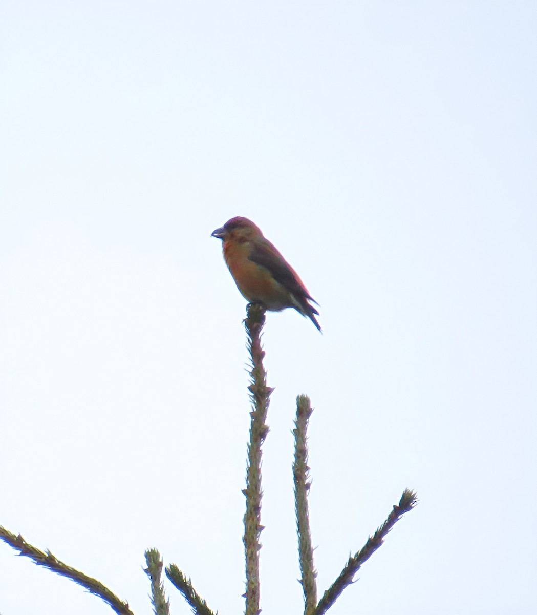 Red Crossbill - ML615230807