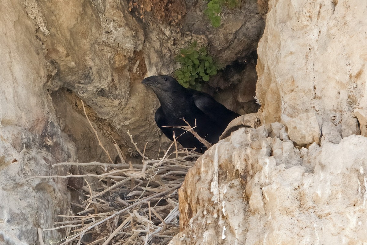 Fan-tailed Raven - Dave Jurasevich