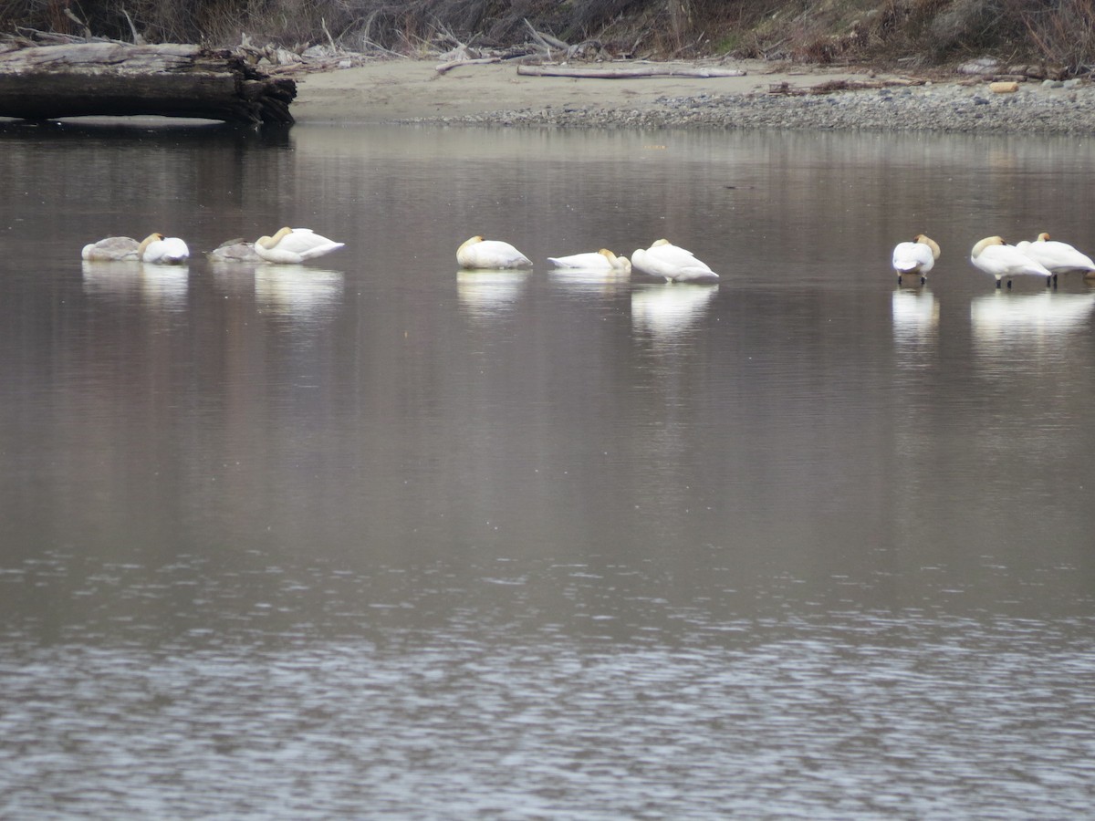 Trumpeter Swan - ML615230835