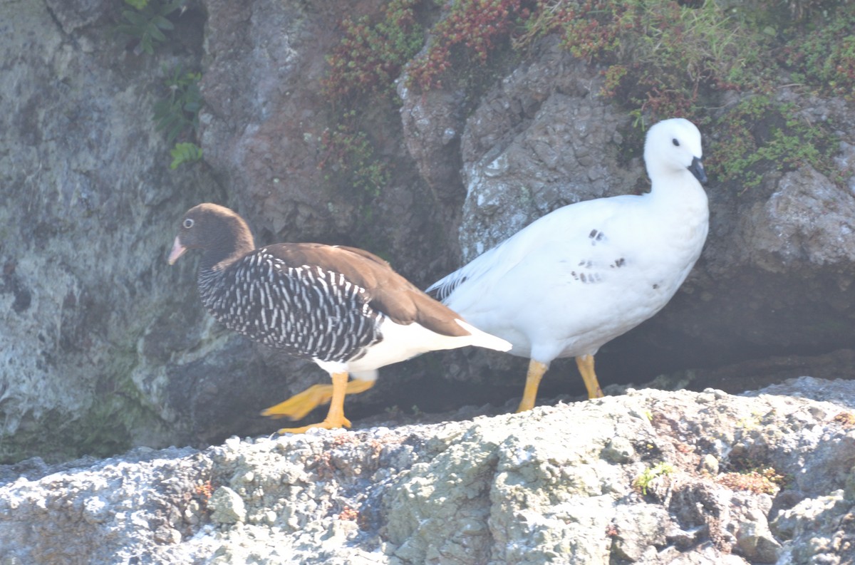 Kelp Goose - ML615230841