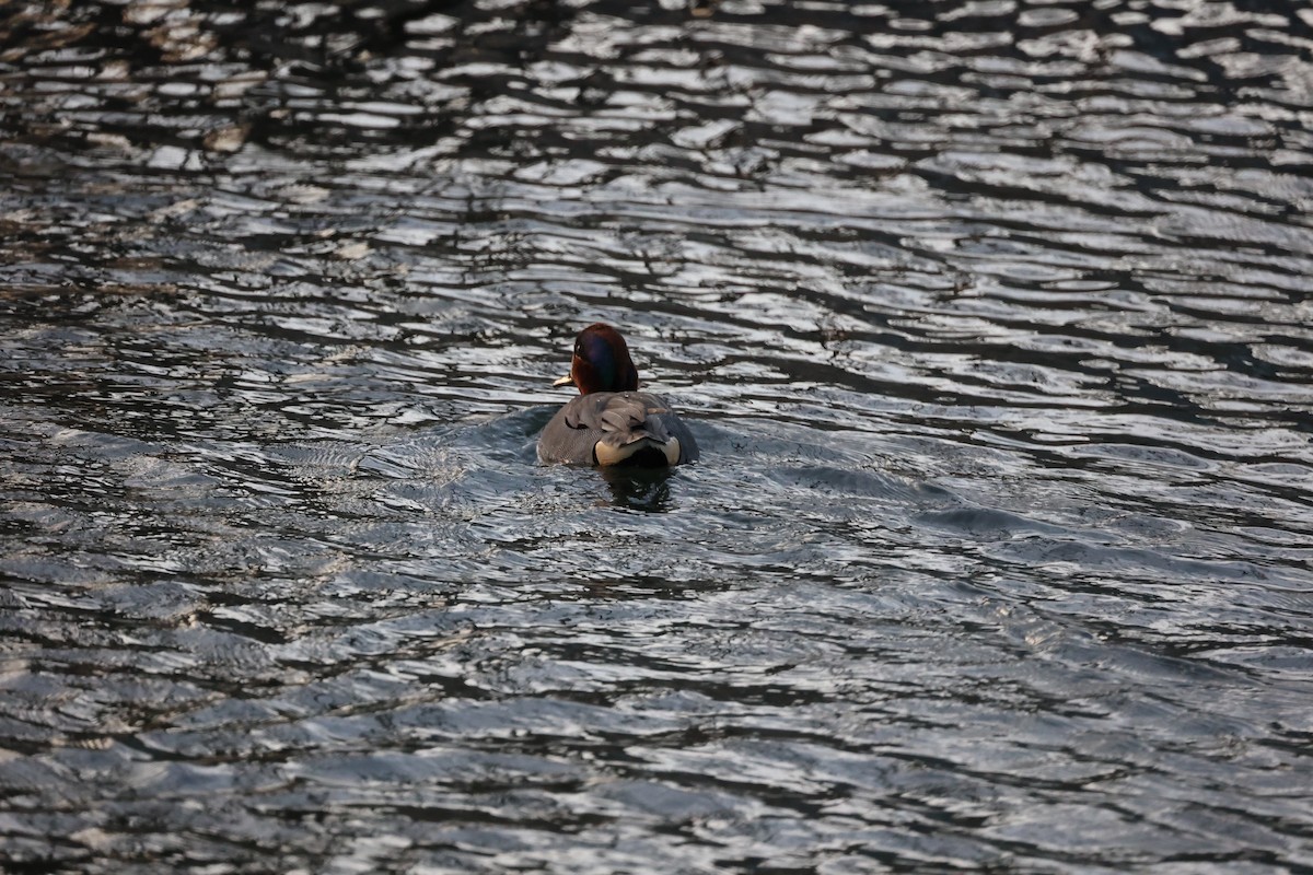 小水鴨(carolinensis) - ML615230845