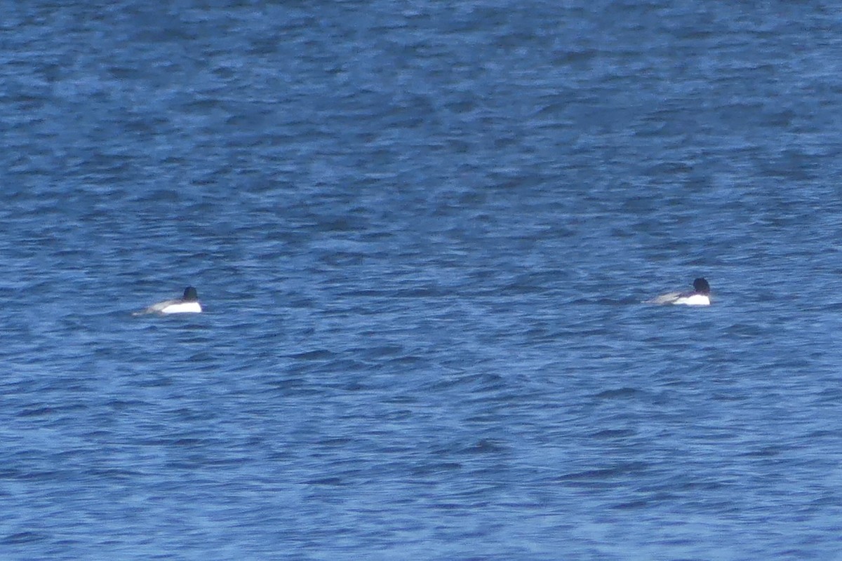 Common Merganser - ML615230869